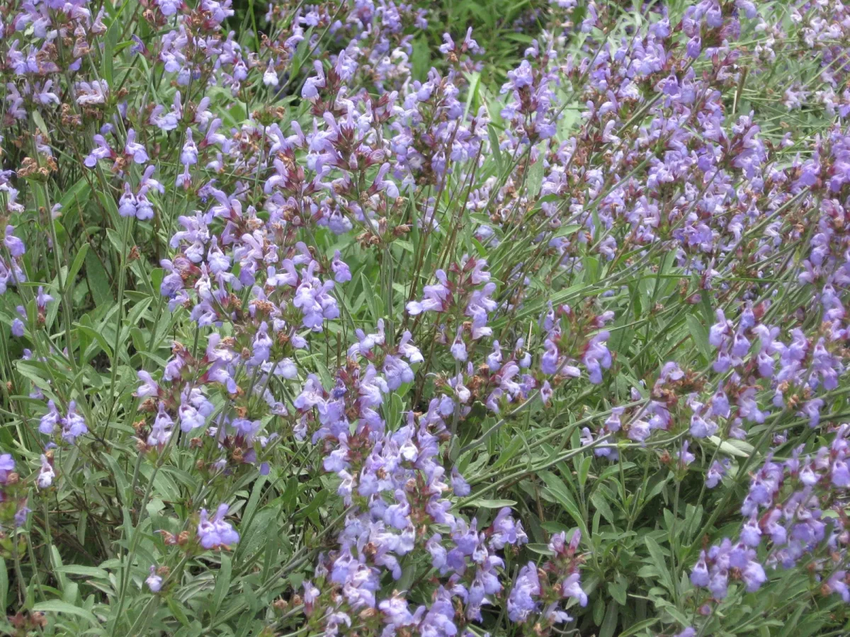 Salvia con foglie spente in autunno: distinguere poca luce e terreno umido prima di intervenire