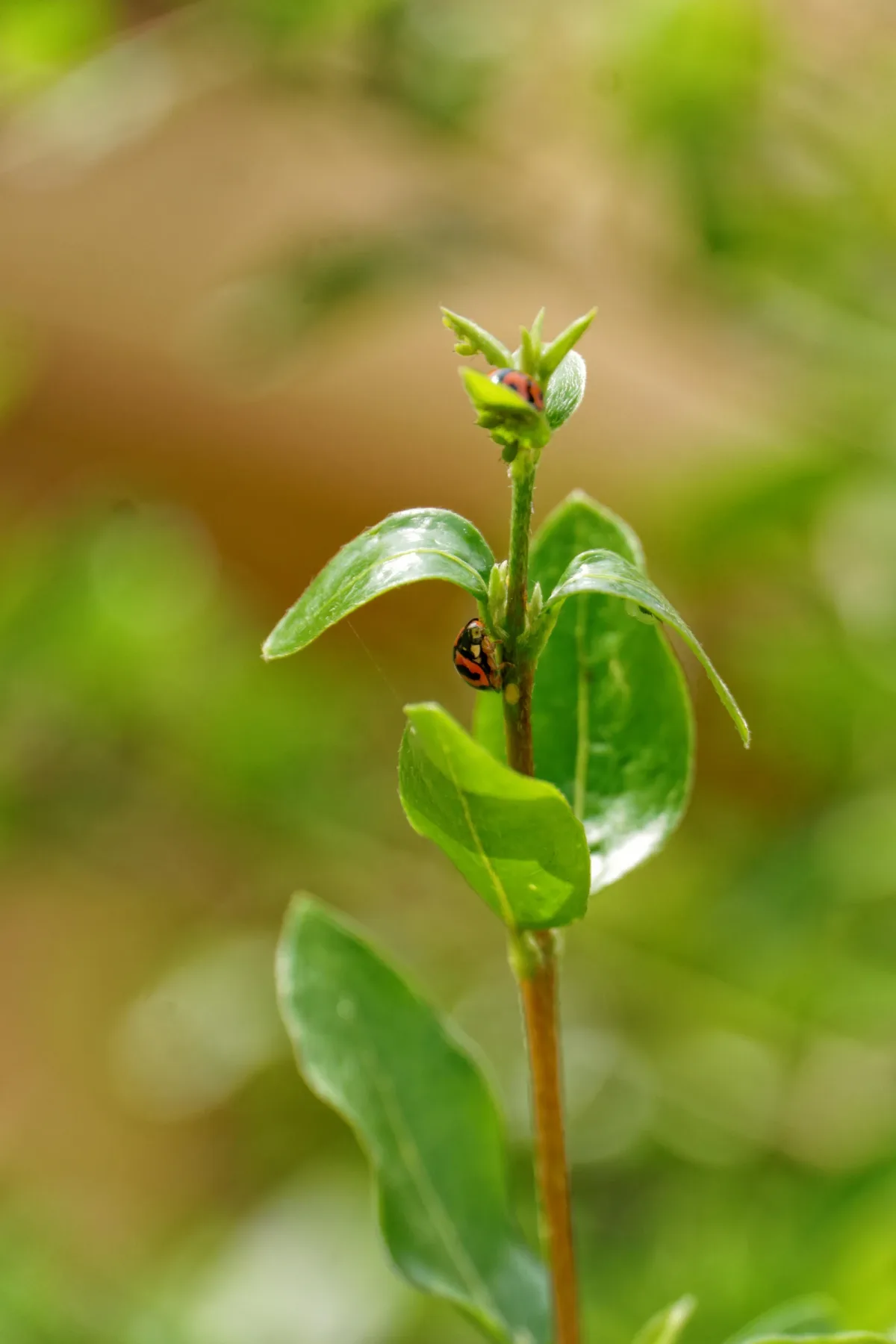 Afidi sulle aromatiche: prima di trattare guarda quanto è estesa la colonia e chi la sta già predando