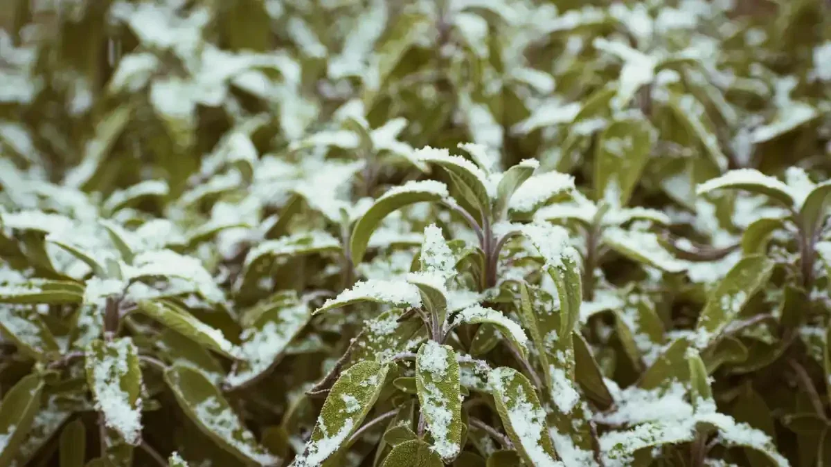 Salvia con foglie rovinate dopo piogge frequenti: perché osservare prima di trattare evita interventi inutili