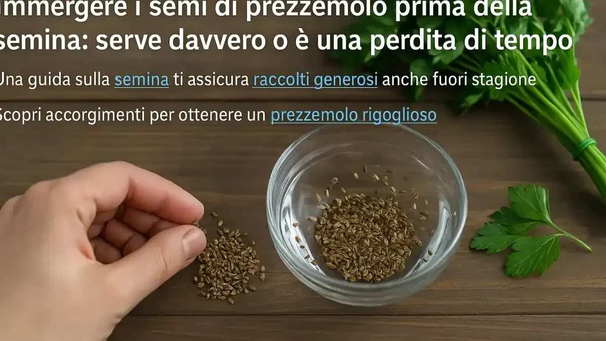 Prezzemolo in contenitore: come profondità del vaso e regolarità dell’acqua influenzano la crescita