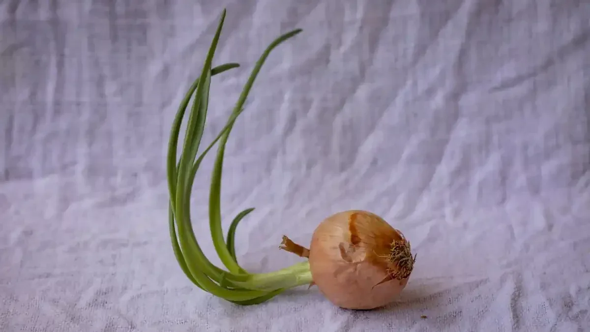 Cipollina che ricaccia dopo il taglio: perché lasciare parte della vegetazione cambia la capacità di ripresa