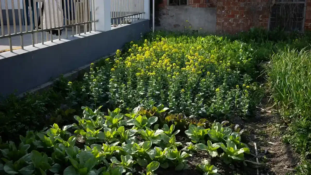 Spinaci nell'orto d'autunno: quando le foglie cambiano colore, quali condizioni controllare per prime