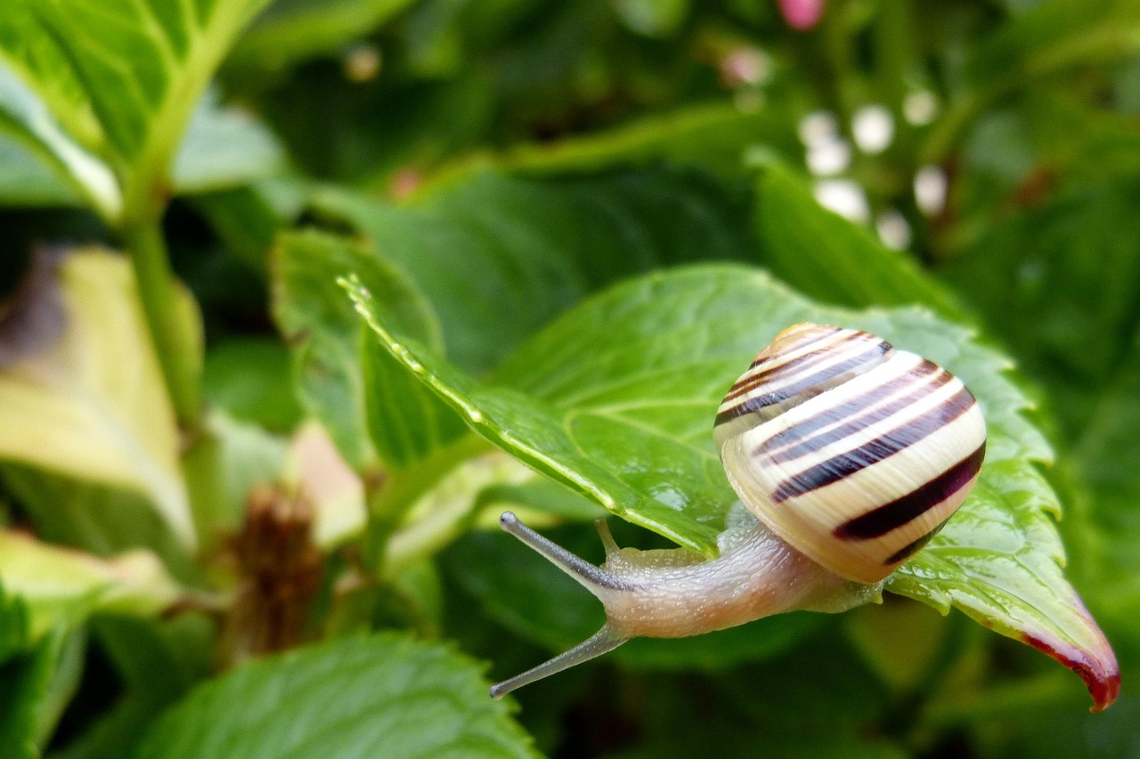 Immagine di lumache nel giardino, con piante verdi e metodi naturali per la loro eliminazione.