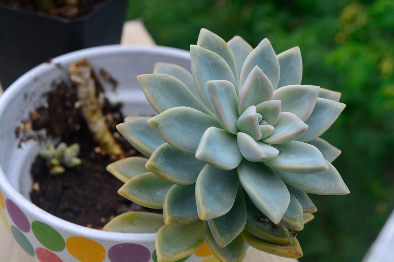 Piante grasse con foglie gialle che mostrano segni di stress o carenze nutritive.
