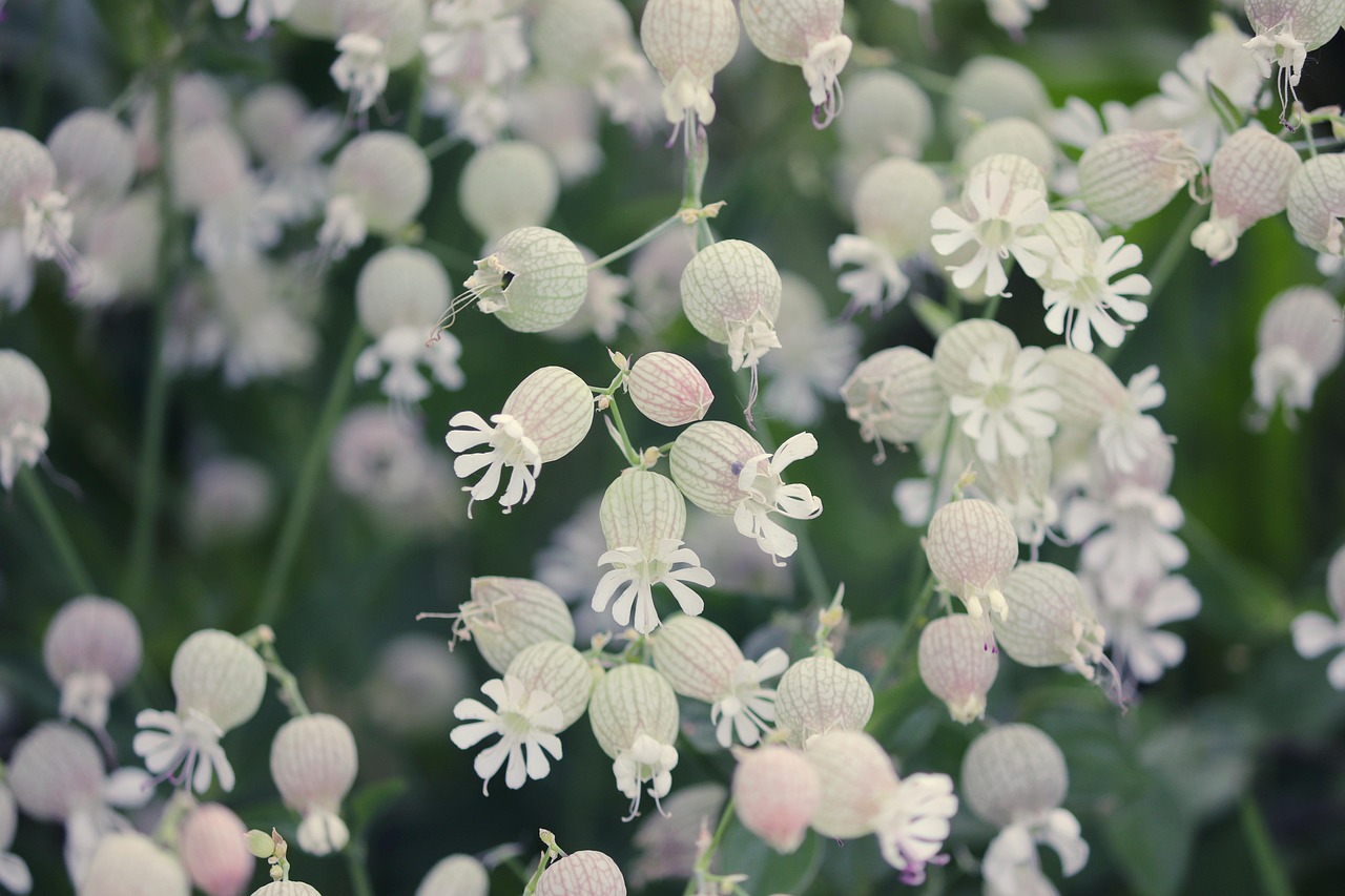 Aiuola fiorita con piante perenni, colorate e resistenti alla siccità, ideali per l'estate.