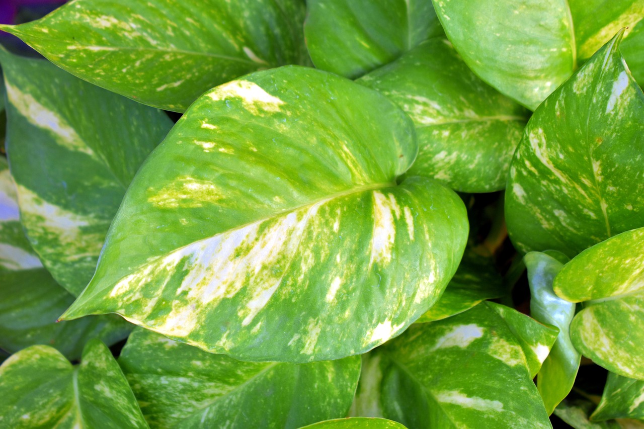 Pothos con foglie macchiate di marrone, segno di problemi di salute della pianta.