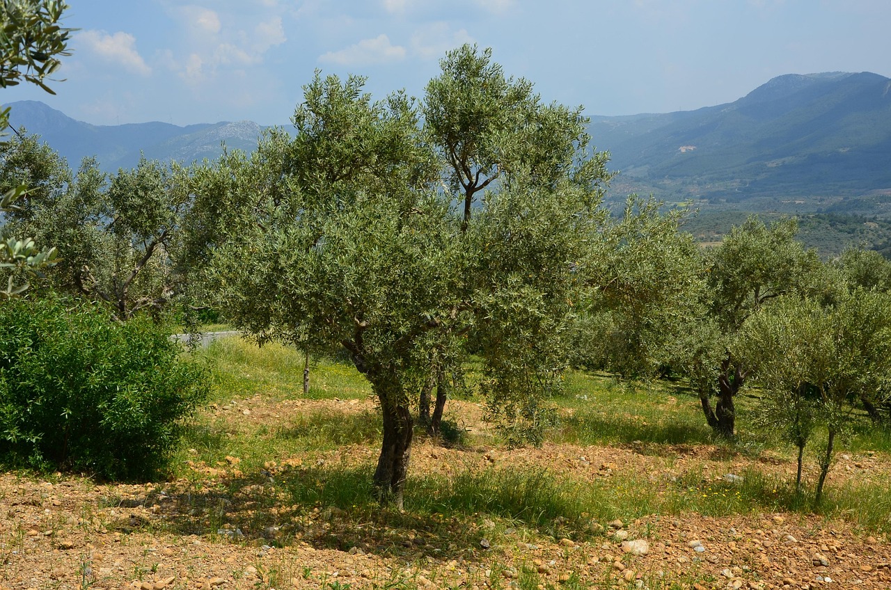 Ulivo con radici nel terreno fertile, simbolo di rinascita e crescita.