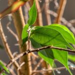 Ficus in casa con foglie ingiallite, evidenziando l'errore di irrigazione.