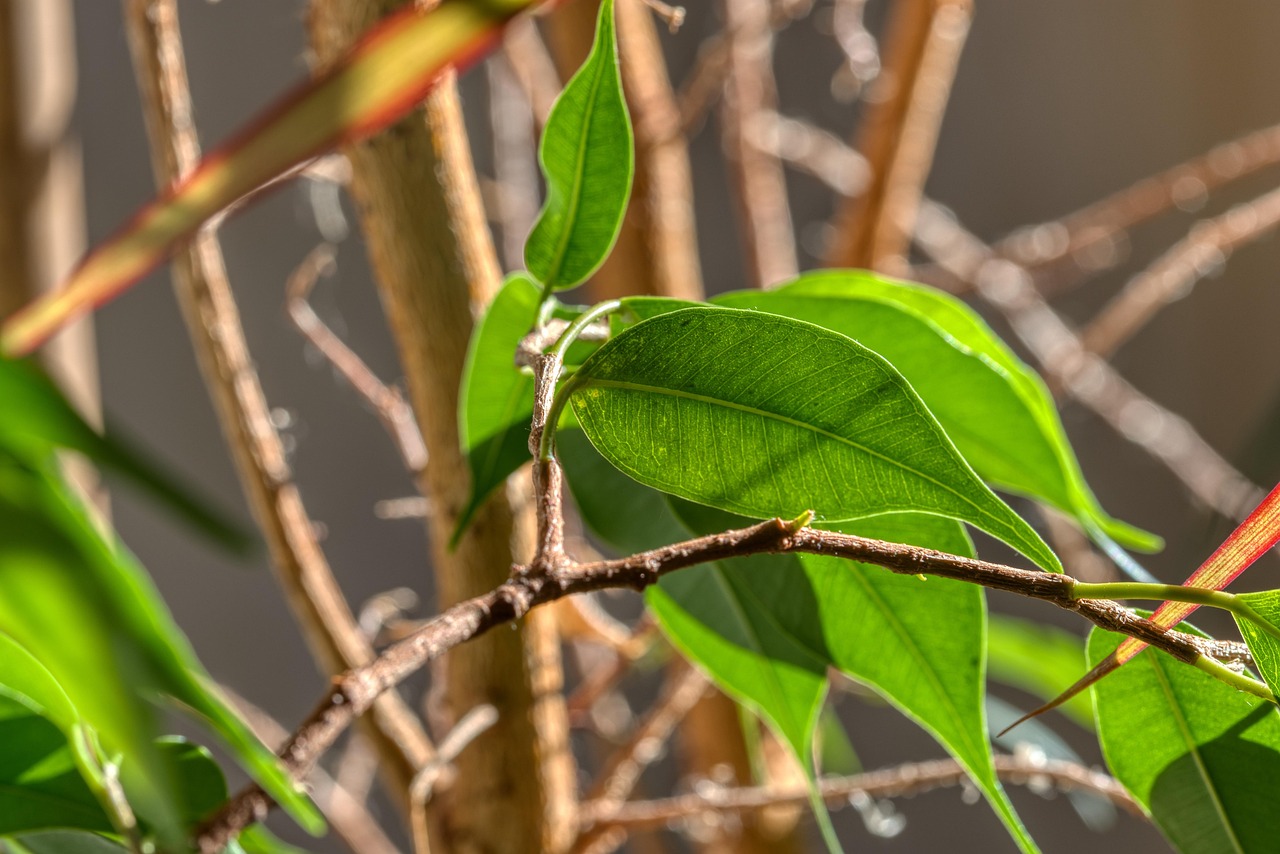 Ficus in casa con foglie ingiallite, evidenziando l'errore di irrigazione.