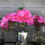 Gerani fioriti in un giardino estivo, colori vivaci e foglie rigogliose.