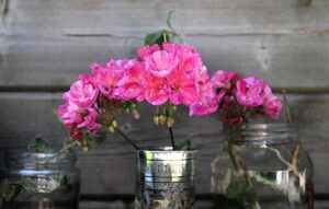 Gerani fioriti in un giardino estivo, colori vivaci e foglie rigogliose.