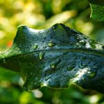 Calathea con foglie verdi brillanti immerse in una leggera nebbia mattutina.