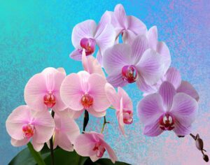 Orchidee in fiore con fondo di chicchi di caffè usati come fertilizzante naturale.