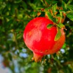 Potatura di un melograno con frutti maturi e foglie verdi in un giardino soleggiato.