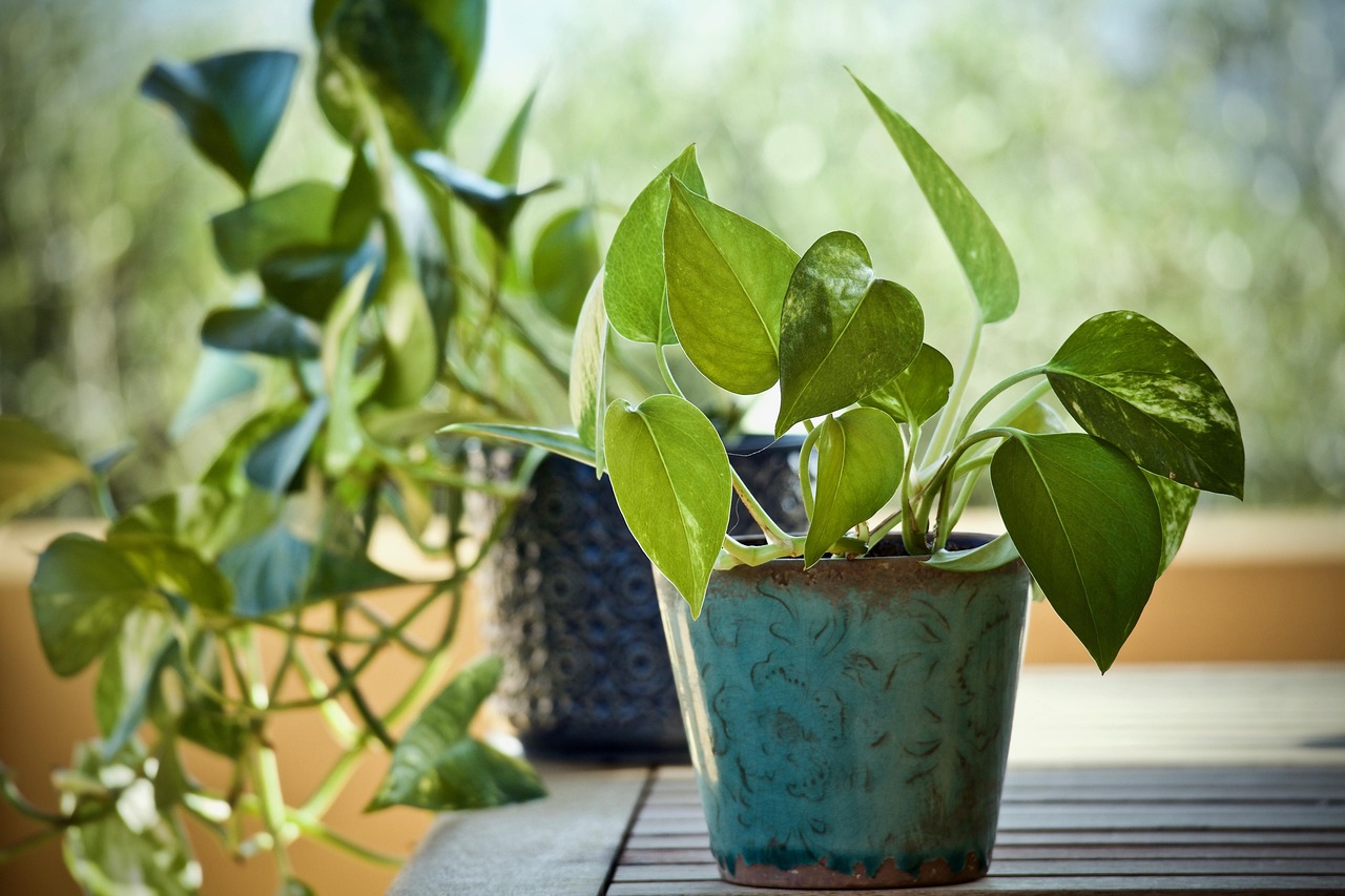 Pothos in camera da letto: pianta verde decorativa e purificatrice d'aria.