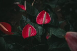 Anthurium in vaso con foglie verdi e fiori rossi, simbolo di cura domestica delle piante.