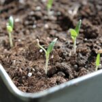 Semi germogliati su un tavolo, metodo innovativo per accelerare il processo di germinazione.