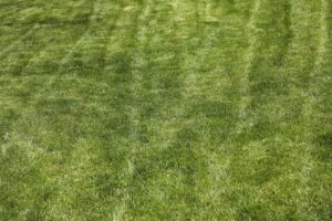 Prato verde rigoglioso in primavera, senza erbacce, con fiori colorati e cura del terreno.