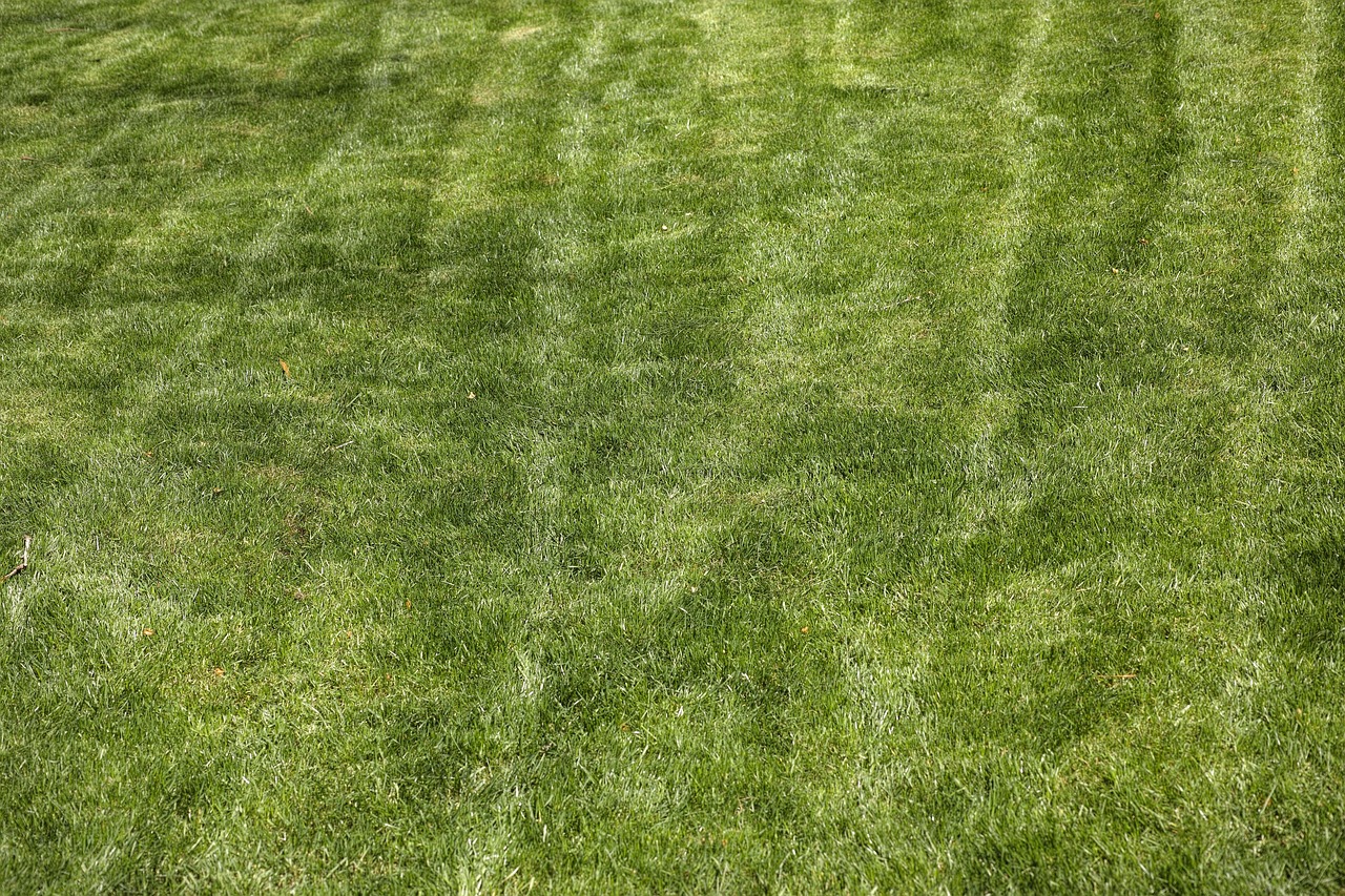 Prato verde rigoglioso in primavera, senza erbacce, con fiori colorati e cura del terreno.