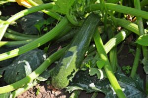 Piantare zucchine: consigli sul mese ideale per un raccolto abbondante.