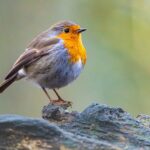 Pettirosso sul balcone, un angolo accogliente per attirare gli uccelli ogni giorno.