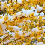 Pianta fiorita in inverno con neve sullo sfondo, simbolo di resilienza e bellezza in condizioni fredde.