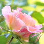 Puntini neri su foglie di rosa, segnale di possibile infestazione o malattia.