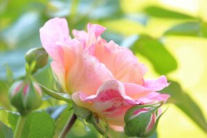 Puntini neri su foglie di rosa, segnale di possibile infestazione o malattia.