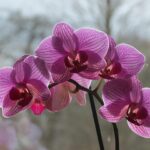 Orchidea in vaso con metodo giapponese di annaffiatura, mostra di umidità e cura.