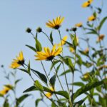 Fiori gialli di topinambur con tuberi sul terreno, simbolo di una coltivazione abbondante e invasiva.