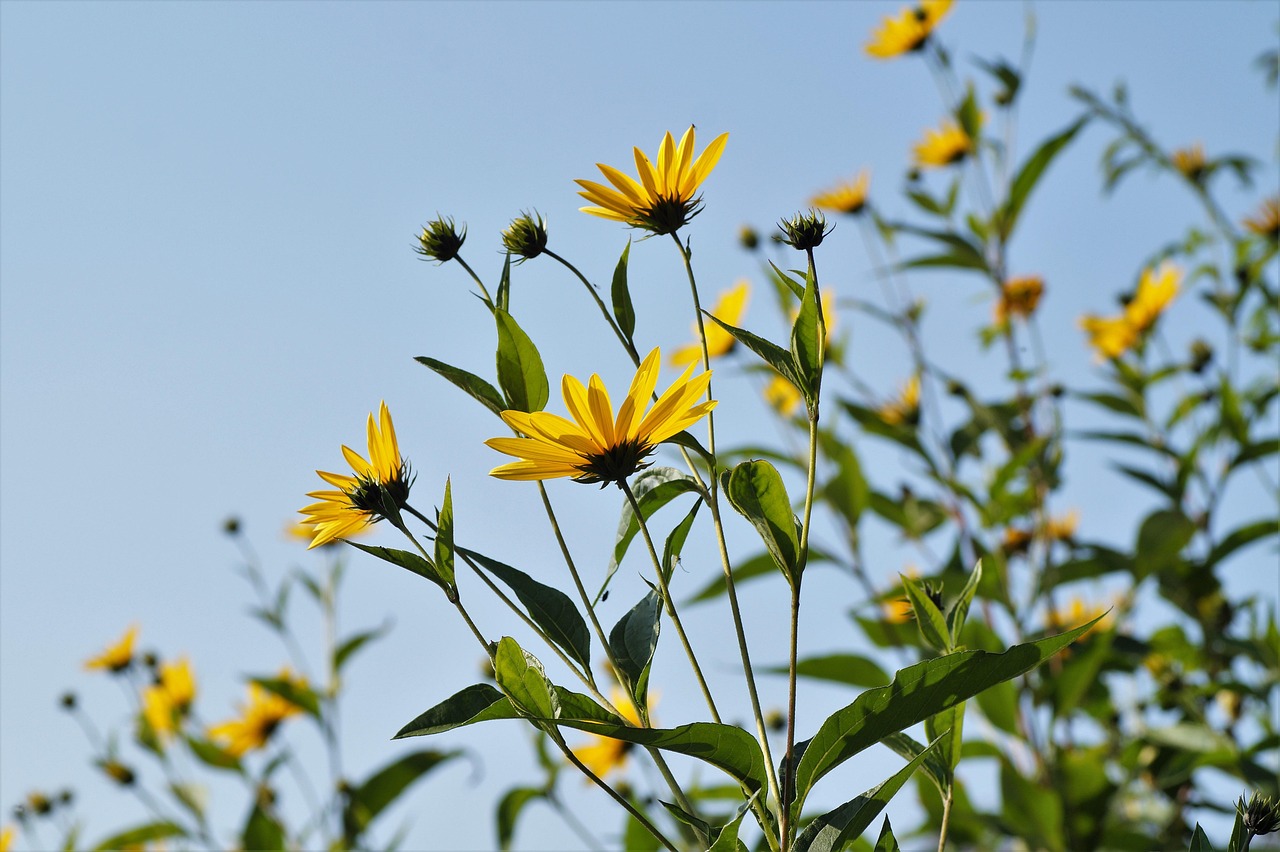 Fiori gialli di topinambur con tuberi sul terreno, simbolo di una coltivazione abbondante e invasiva.