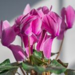 Ciclamino in fiore, simbolo di abbondanza e cura per la crescita dei fiori.