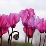 Ciclamini in vaso esposti al freddo, con foglie appassite e segni di sofferenza.