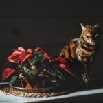 Gatto curioso vicino a piante tossiche, evidenziando i rischi per la salute del felino.