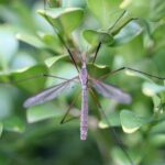 Insetto forbice su foglia verde in giardino, simbolo di attenzione per la salute delle piante.