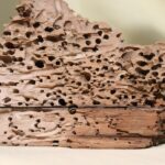 Immagine di tarlo del legno su un pezzo di legno, evidenziando danni e infestazione domestica.