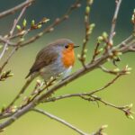 Pettirosso che si nutre di semi nel giardino, circondato da fiori colorati.