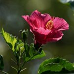 Ibisco fiorito con rami potati correttamente per stimolare nuova fioritura.