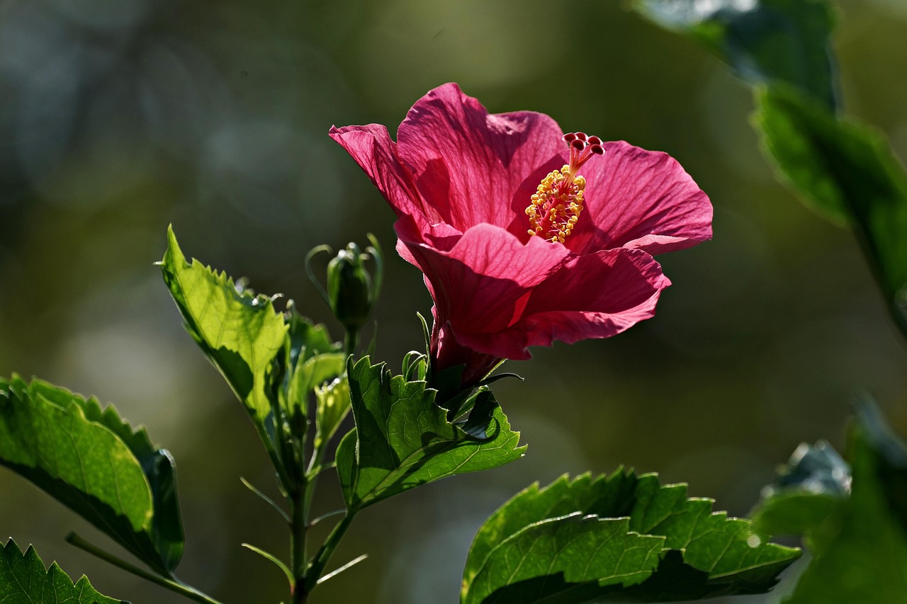 Ibisco fiorito con rami potati correttamente per stimolare nuova fioritura.
