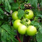 Piante da evitare accanto ai pomodori per una crescita sana e produttiva.