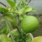 Limone in vaso con foglie ingiallite, segnale di un potenziale problema da risolvere.