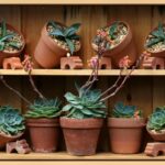 Piante grasse in vaso con foglie appassite, segno di eccesso d'acqua dopo l'inverno.