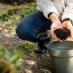 Vaso di piante con terreno fertilizzato con fondi di caffè, vicino a tazzina di caffè.
