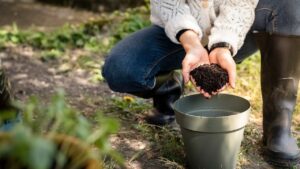 Vaso di piante con terreno fertilizzato con fondi di caffè, vicino a tazzina di caffè.