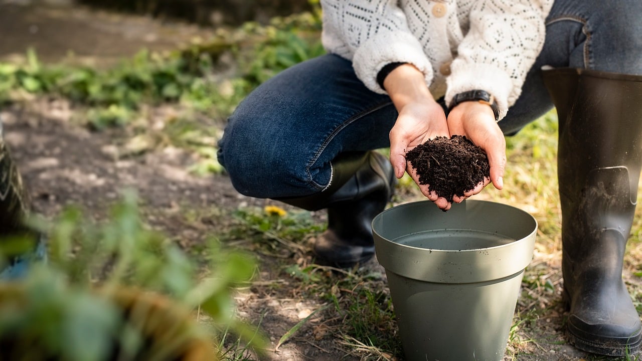 Vaso di piante con terreno fertilizzato con fondi di caffè, vicino a tazzina di caffè.