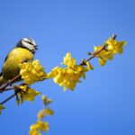 Balcone fiorito con piante autunnali per attrarre pettirossi e cince.