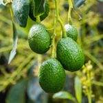 Seme di avocado piantato in vaso con terra fertile e germogli verdi.