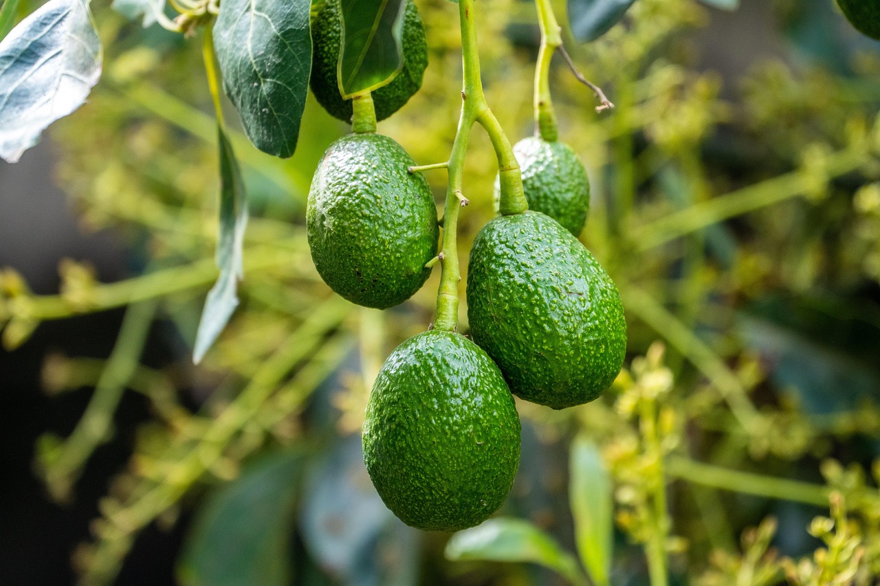 Seme di avocado piantato in vaso con terra fertile e germogli verdi.