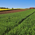Immagine di un terreno agricolo con piante verdi e cielo blu, simbolo di eredità e nuove opportunità.