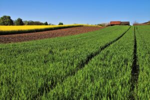 Immagine di un terreno agricolo con piante verdi e cielo blu, simbolo di eredità e nuove opportunità.
